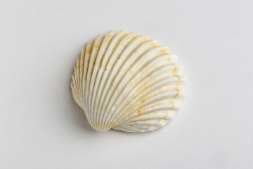 Ocean or mediterranean shell