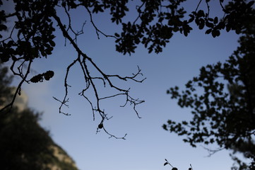 ramas y cielo