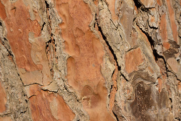 pine tree bark in close up.isolated  The bark is rough and cracked. it's color is brown and grey