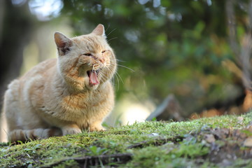 Obraz premium 猫 野良猫