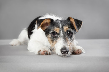 Jack Russell mixed breed