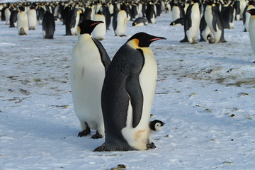 Emperor penguins (aptenodytes forsteri)with Chicks in the colony on the ice of the Davis sea, East Antarctica