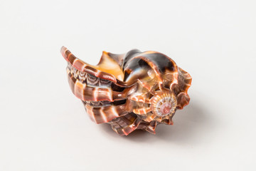 Tropical sea shell isolated on white. The shell is spiral with delicate spines.