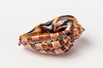 Naklejka premium Tropical sea shell isolated on white. The shell is spiral with delicate spines.