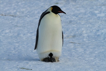 Fototapeta na wymiar Emperor penguins(aptenodytes forsteri)Chicks in colony on the sea ice of Davis sea,Eastern Antarctica