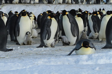 Emperor penguins(aptenodytes forsteri)Chicks in colony on the sea ice of Davis sea,Eastern Antarctica