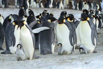 Naklejka premium Emperor penguin (aptenodytes forsteri)with a chick in the colony of the Haswell, East Antarctica