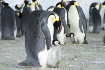 Emperor penguin (aptenodytes forsteri)with a baby bird in the colony, the area of the Haswell archipelago