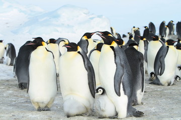 Emperor penguins (aptenodytes forsteri)with Chicks in the colony on the ice of the Davis sea, East Antarctica