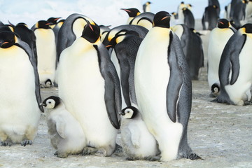 Emperor penguins (aptenodytes forsteri)with Chicks in the colony on the ice of the Davis sea, East Antarctica