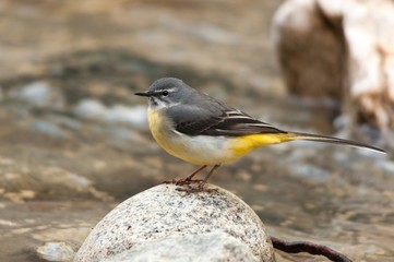 A grey wagtail standing on a rock in a creek