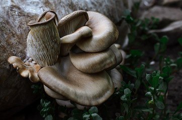 mushrooms, natural,fresh,summer,food