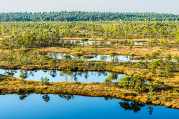 Fototapeta premium Great Kemeri bog (Lielais Kemeru tirelis) in sunny autumn day, Latvia