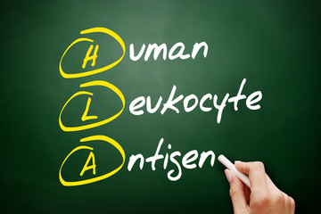 HLA - Human Leukocyte Antigen acronym, health concept on blackboard