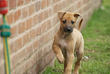Cute greyhound puppy playing in the garden
