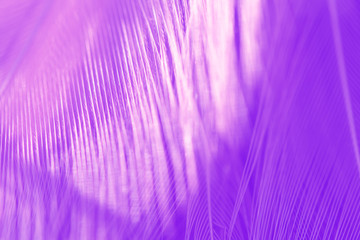 Bird and chickens feather texture for background Abstract,blur style and soft color of art design.