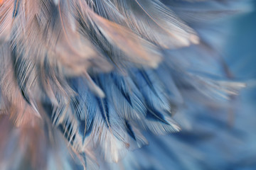 Bird and chickens feather texture for background Abstract,blur style and soft color of art design.