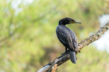 A great cormorant on a branch