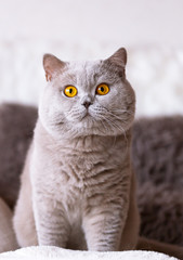 edel - majestätischer BKH Kater - Katze auf dem Sofa - lilac