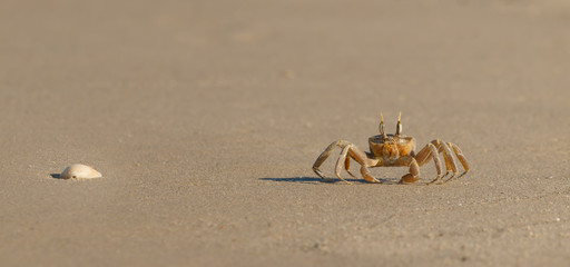 Fototapeta na wymiar a yellow crab on a sandy beach. the crab is moving along the sand searching for food. 8 legs are clearly visible.