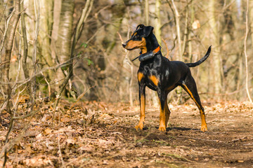 Deutscher Pinscher