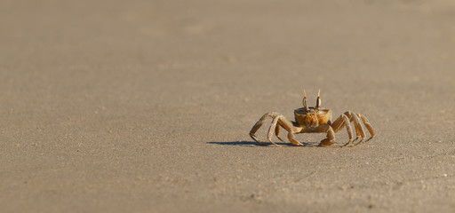 a yellow crab on a sandy beach. the crab is moving along the sand searching for food. 8 legs are clearly visible.