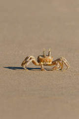 a yellow crab on a sandy beach. the crab is moving along the sand searching for food. 8 legs are clearly visible.