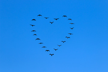 heart of birds flying in the in the blue sky. The birds fly towards the screen. The sun shines in the middle of the heart with sun rays emerging outwards from the center of the heart 