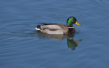 Obraz premium Germano reale nuota sul lago, immagine in primo piano