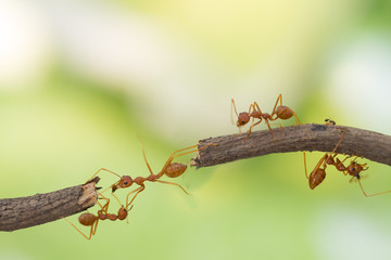 Ant action standing.Ant bridge unity team,Concept team work together