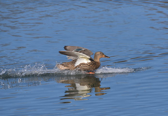 Germano reale che fa acrobazie sull'acqua