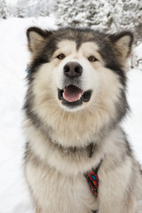 Alaskan Malamute on Snow