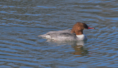 Smergo maggiore sta nuotando sul lago