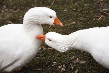Two white geese on a green lawn