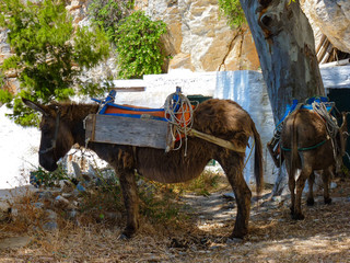 Cute mule waiting in the shade in Amorgos island, Cyclades, Greece