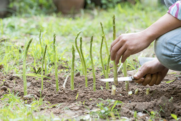 Man harvesting of green fresh asparagus in farm