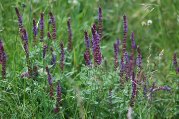 Wild Sage, Salvia, purple blossoms in summer