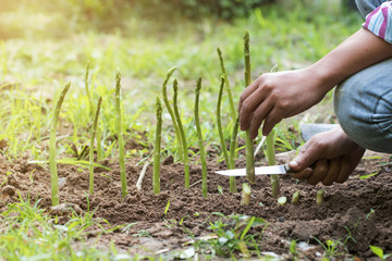 Man harvesting of green fresh asparagus in farm