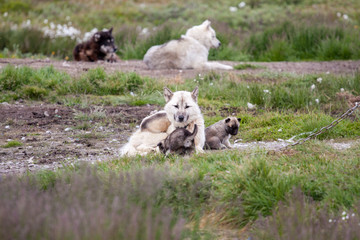 reinrassige Grönlandhunde oder Husky aus Grönland/ Sisimiut