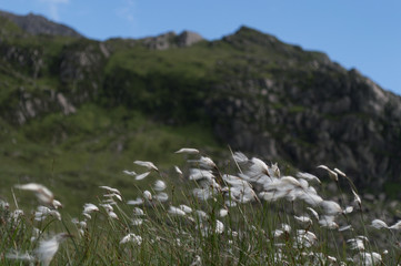 Obraz na płótnie Canvas Cotton grass blowing in the breeze with a mountain background.