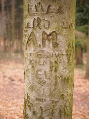 Liebende gravieren ihre Initialen in Baumrinde
