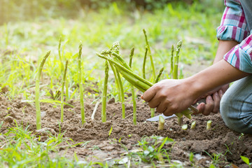 Man harvesting of green fresh asparagus in farm