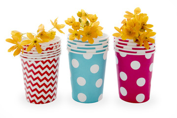 the Blooming yellow Ornithogalum Dubium in a paper disposable cup of polka dots