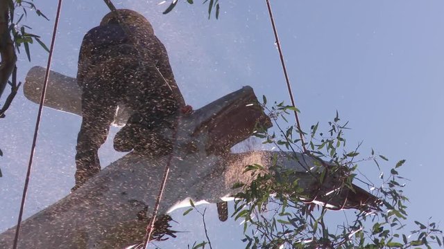 Nice low angle perspective of a man trimming a tree with a chain saw.