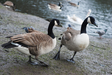 Naklejka na ściany i meble Greylag Goose walking in the Park in London. Wild Gray Gooses at the Lake.