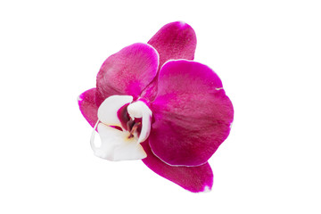 orchid flower isolated on white background