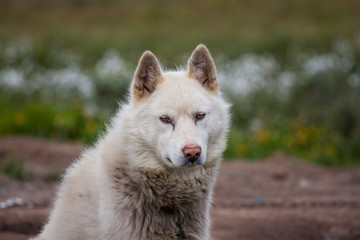 reinrassige Grönlandhunde oder Husky aus Grönland/ Sisimiut