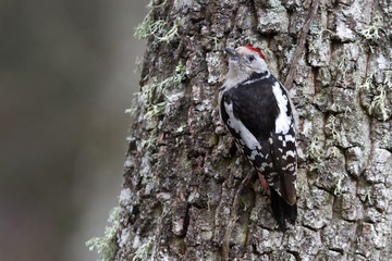 Middle spotted woodpecker. Dendrocopos medius