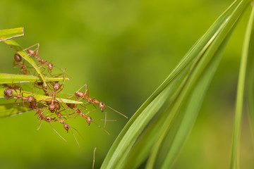 Ants action pulling green leaf.Ant bridge unity team,Concept team work together