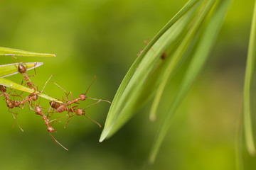 Ants action pulling green leaf.Ant bridge unity team,Concept team work together